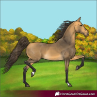 Horse Color:Buckskin 