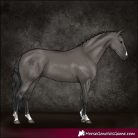 Horse Color:Grullo 