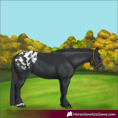 Horse Color:Black Appaloosa 