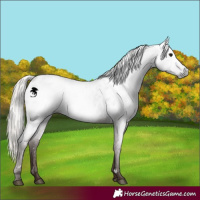 Horse Color:Gray White Spotted Silver Blue Roan Near Leopard 