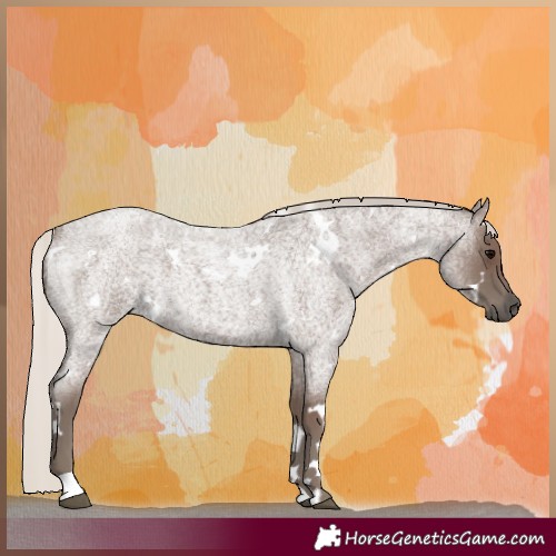 Horse Color:White Spotted Silver Blue Roan 