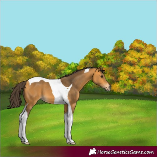 Horse Color:Buckskin Tobiano 