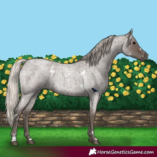 Horse Color:White Spotted Silver Blue Roan 