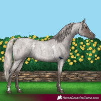 Horse Color:White Spotted Silver Blue Roan 