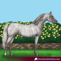Horse Color:White Spotted Silver Blue Roan 