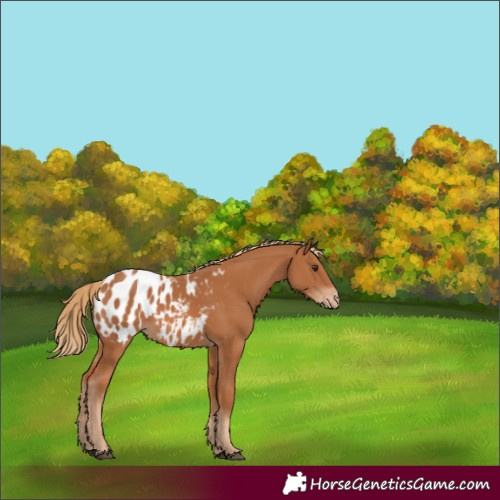 Horse Color:Chestnut Appaloosa