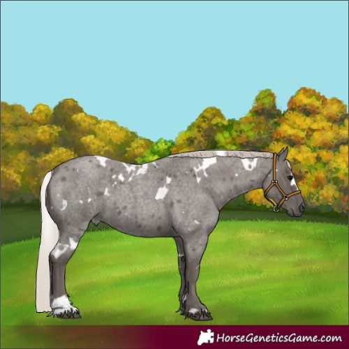 Horse Color:White Spotted Silver Blue Roan 