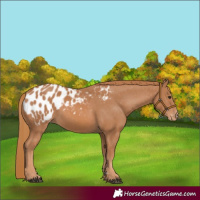 Horse Color:Chestnut Appaloosa