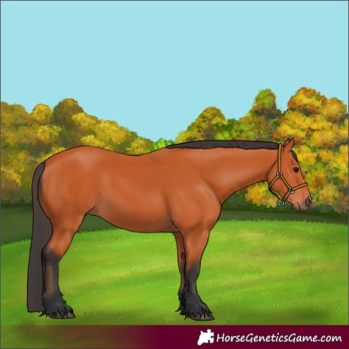 Horse Color:Bay 