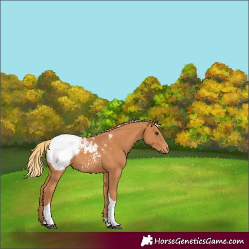 Horse Color:Chestnut Tobiano Appaloosa