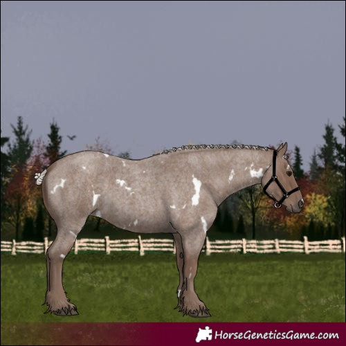 Horse Color:Unknown 