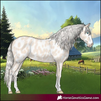 Horse Color:Cremello Near Leopard 