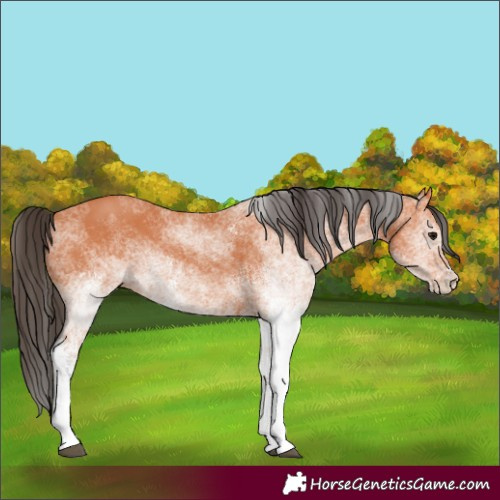 Horse Color:White Spotted Bay 