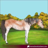 Horse Color:White Spotted Bay 