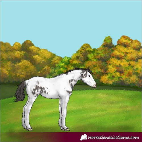 Horse Color:Grullo Splash Tobiano Near Leopard 