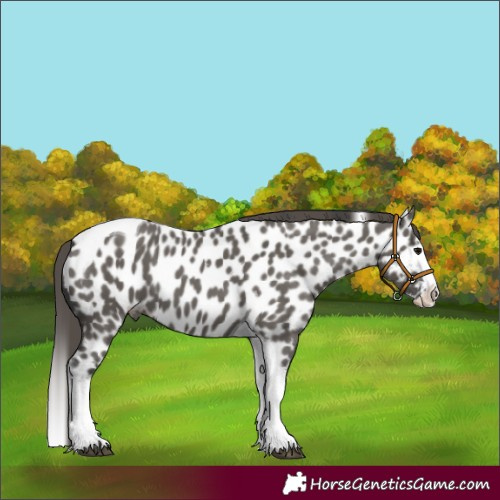 Horse Color:Grullo Splash Tobiano Near Leopard 