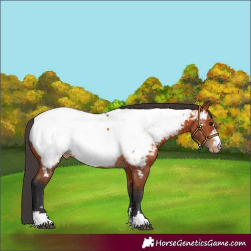 Horse Color:Bay Appaloosa Rabicano 