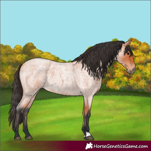 Horse Color:Bay Roan 