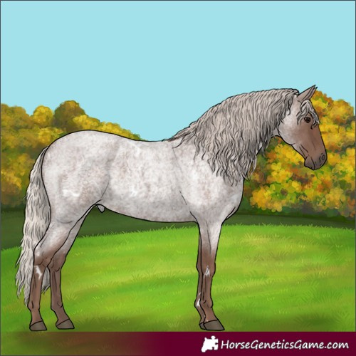 Horse Color:White Spotted Silver Blue Roan 