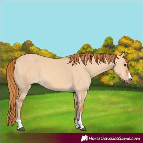 Horse Color:Red Dun 