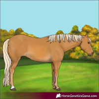 Horse Color:Palomino