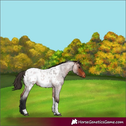 Horse Color:Bay Roan Tobiano Appaloosa