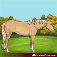 Horse Color:Palomino Dun Rabicano