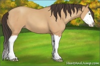 Horse Color:Amber Champagne Splash 