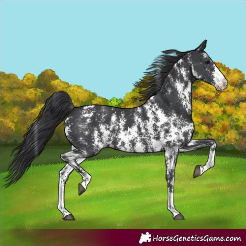 Horse Color:Black Sabino 