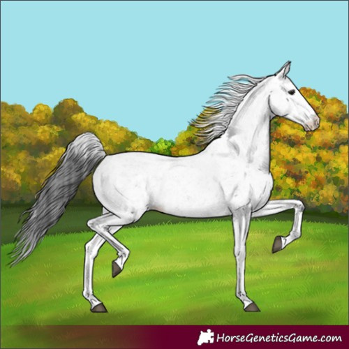 Horse Color:White Spotted Black Sabino 