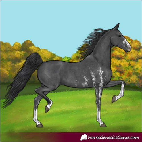 Horse Color:Black Sabino 