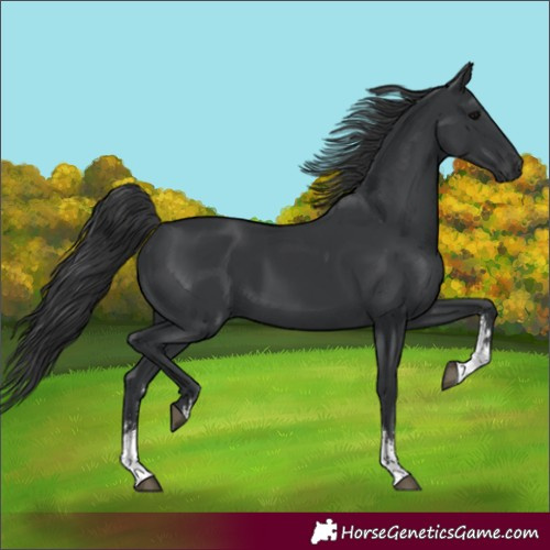 Horse Color:Black Sabino 