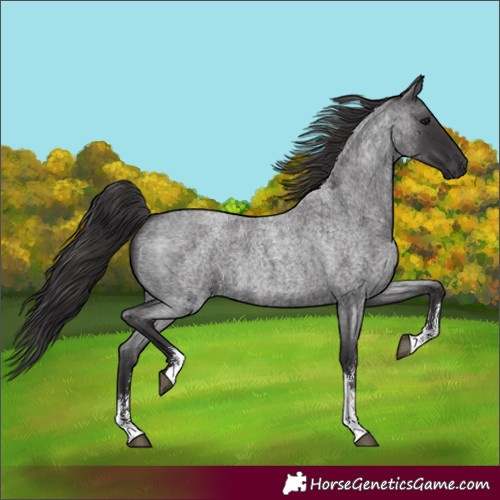 Horse Color:Smoky Blue Roan Sabino 
