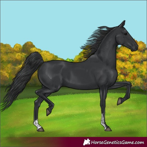 Horse Color:Black Sabino 