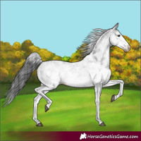 Horse Color:White Spotted Black Sabino 
