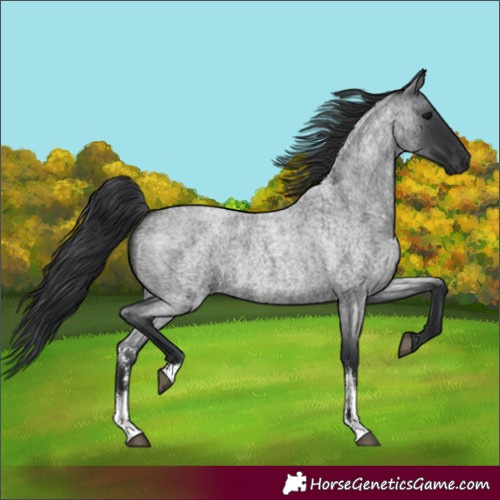 Horse Color:Blue Roan Sabino 