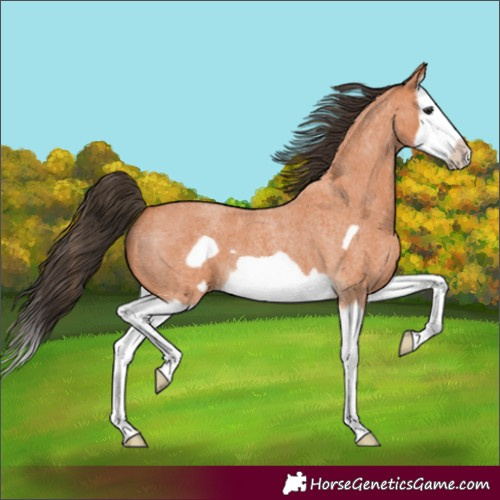 Horse Color:Bay Roan Splash Frame 