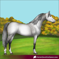 Horse Color:Gray Grullo