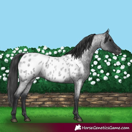 Horse Color:Blue Roan Near Leopard