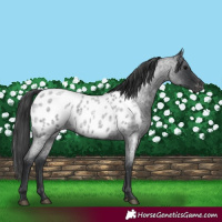 Horse Color:Blue Roan Near Leopard 