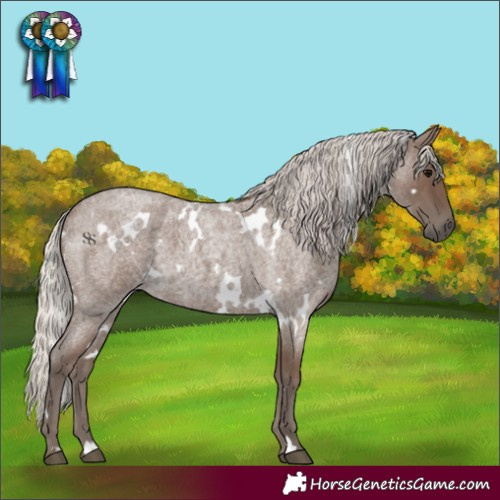 Horse Color:White Spotted Silver Blue Roan 