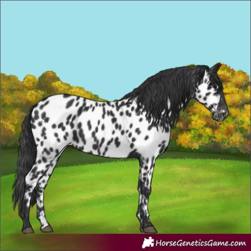 Horse Color:Black Near Leopard 
