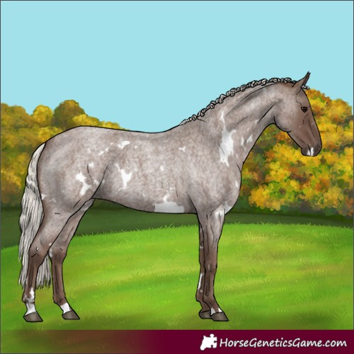 Horse Color:White Spotted Silver Blue Roan