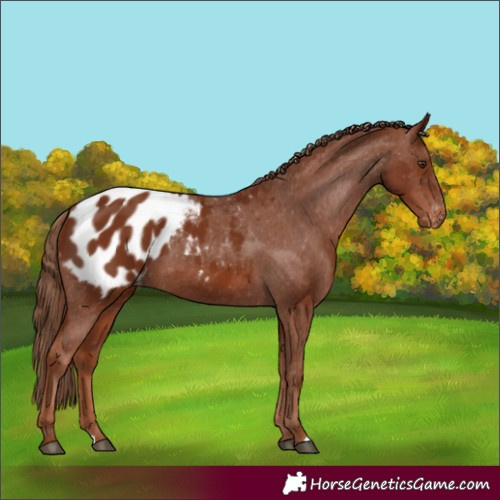 Horse Color:Chestnut Appaloosa 