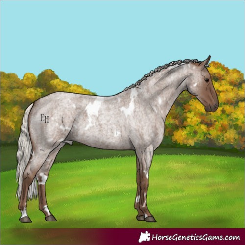 Horse Color:White Spotted Silver Blue Roan 