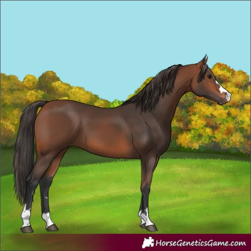 Horse Color:Bay 