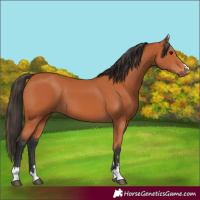 Horse Color:Bay 