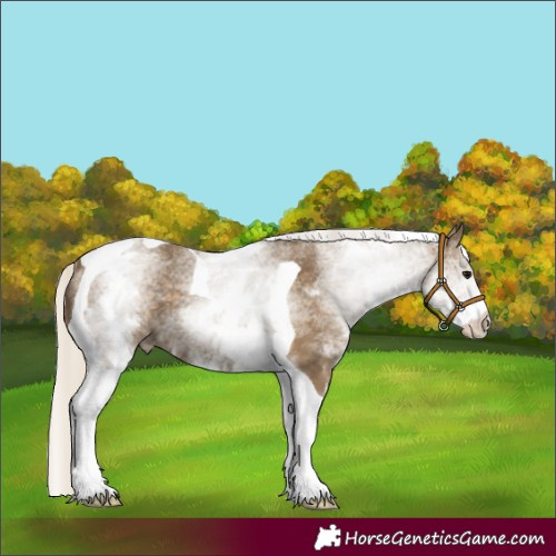 Horse Color:White Spotted Silver Smoky Black Tobiano 