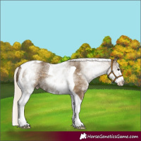 Horse Color:White Spotted Silver Smoky Black Tobiano 