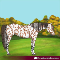Horse Color:Bay Appaloosa 
